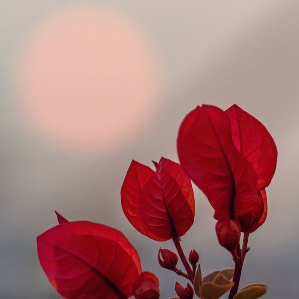 Close up of a calm eye reflecting light and nature